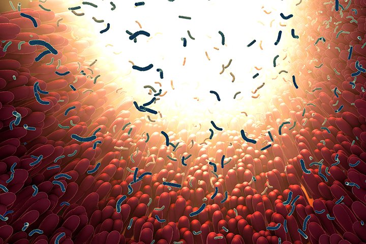 Microbioma intestinal emerge como peça-chave no risco cardiovascular de homens com HIV, aponta estudo internacional 