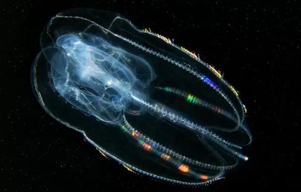 Estudo reconstrói, pela 1ª vez, o 'cérebro' gravitacional das águas-vivas-de-pente